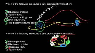 Transcription vs Translation [upl. by Towers]