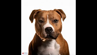 American Staffordshire Terrier Uncovered MustKnow Facts shorts dog doglover shortvideo [upl. by Margo]