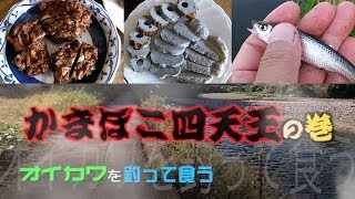 オイカワを釣って食う かまぼこ四天王の巻 Riverfishing Catch amp Eat [upl. by Cesar214]