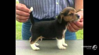 Pocket Beagle Dog breed [upl. by Aicirtac123]