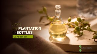 From the plantation to bottles Cardamom October 2020  Plant Lipids [upl. by Roda313]