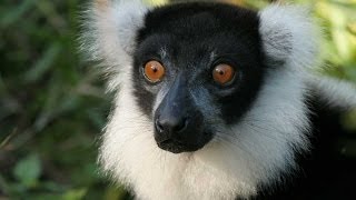 Lemurs of Madagascar HD [upl. by Odnalro]