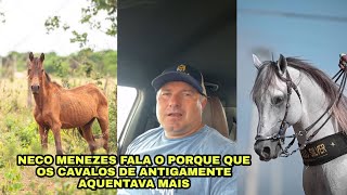 NECO MENEZES FALA PORQUE OS CAVALOS DE ANTIGAMENTE ERA MELHOR [upl. by Balliol]