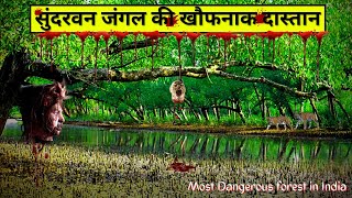 सुंदरबन जंगल की कहानी  The Sundarban Indias Most Dangerous Forest  Sundarban Mangroves in Hindi [upl. by Adnirak]