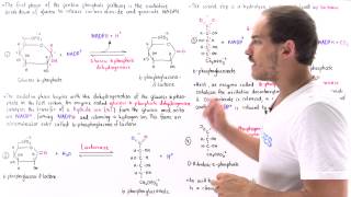 Oxidative Phase of Pentose Phosphate Pathway [upl. by Orimlede978]