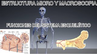 Estructura MACRO y MICROSCÓPICA del HUESO y FUNCIONES del SISTEMA ESQUELÉTICO 12 [upl. by Aldercy]