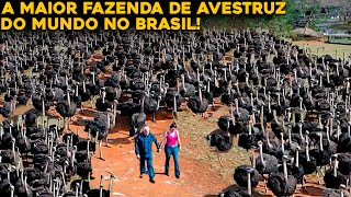 A MAIOR FAZENDA DE AVESTRUZ DO MUNDO QUE FICA NO BRASIL [upl. by Yart647]