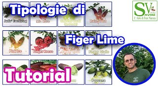 Come coltivare il Finger lime e le qualità che ci sono in commercio [upl. by Enrique]