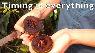 Chocolate Pudding Tree  Timing is everything  Black Sapote Fruit [upl. by Morez]