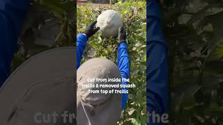 Harvesting Squash for winter garden growyourownfood pumpkin [upl. by Landes]