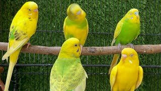 Parrots singing beautiful birds voice beautiful budgies birds sounds [upl. by Cochrane661]