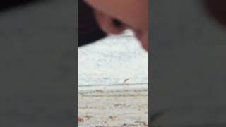 Sanderling wave chasing Port Aransas Texas [upl. by Alisun]