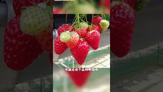 黑珍珠和真红美玲🍓真的是一个品种吗 [upl. by Dlared]