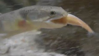 Senegalus bichir feeding [upl. by Wonacott991]