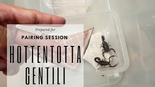 FangSession  Stinger Tuesday  Pairing attempt with my Hottentotta gentili [upl. by Copp]