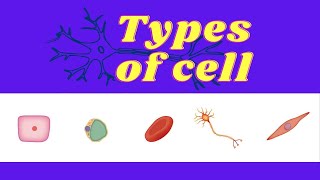 Types of cells in human body 🧬  DMAedu [upl. by Di]