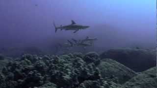 50 Seconds of Agitated Gray Reef Sharks [upl. by Theodora]