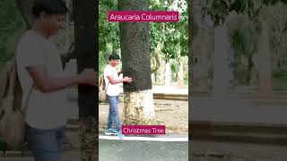 Araucaria Columnaris 🎄🎄christmastree trending shorts ytviral [upl. by Tarah]