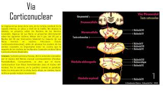 Vía Corticonuclear [upl. by Barmen]