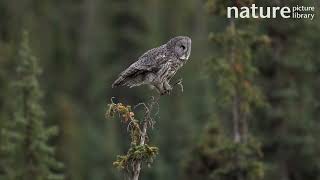 Great grey owl Strix nebulosa perched on the top of a Conifer tree and looking around Canada [upl. by Rozanne534]