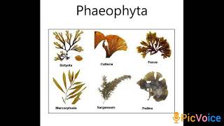 phaeophytabrown algae third year lacture [upl. by Eicats]