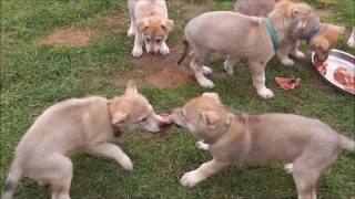 Chiots chiensloups tchécoslovaques âgés de 50 jours Portée Heaven amp Ioric 21 02 2017 [upl. by Hanan]