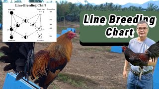 Line Breeding Chart [upl. by Aleydis]