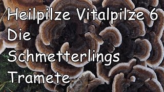 Heilende Pilze 6 Die Schmetterlingstramete [upl. by Lledniuq]