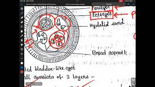 Echinococcus [upl. by Aicyla]