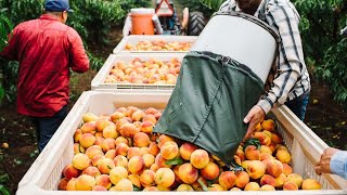 How American Farmers Produce Billions Of Peaches  Amreican Farming [upl. by Inahpit]