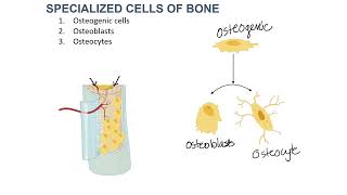 Cells of Osseous Tissue 24 [upl. by Baerl]