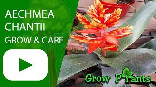 Aechmea chantii  grow amp care [upl. by Aneehs]