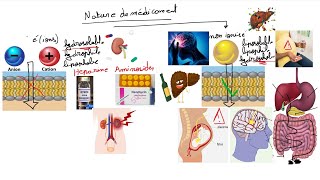 Pharmacologie  Absorption des medicaments [upl. by Ayhdnas583]