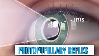 What is Pupillary Light Reflex or PLR [upl. by Ainig]