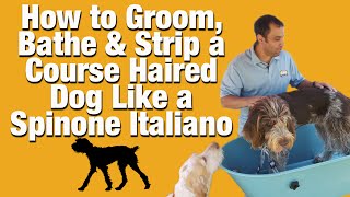 Dog Grooming Stripping and Bathing a Spinone Italiano How To [upl. by Chamberlain]