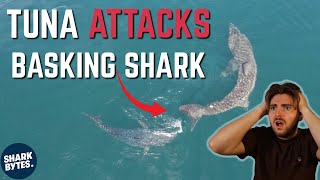 INSANE Shark Viral Videos [upl. by Notirb134]