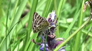 Mother Shipton at Park Corner reserve 17 May 2024 [upl. by Alurd]