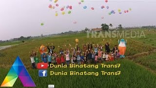 DUNIA BINATANG 4 Des 2015  JAGOAN PULAU MOROTAI 33 [upl. by Genesa900]