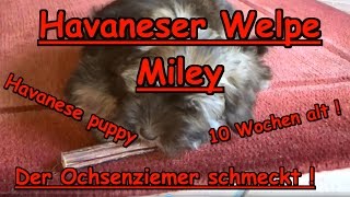 Havaneser Welpe Miley  Havanese puppy  Der Ochsenziemer schmeckt meinem Hund [upl. by Labinnah]