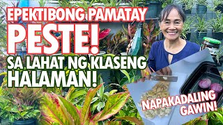 EPEKTIBONG PAMATAY PESTE SA HALAMAN NAPAKADALING GAWIN Oriental Herbal Nutrients Haydees Garden [upl. by Westland]