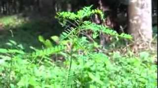 Ayurvedic Medicinal Plant  Phyllanthus Niruri [upl. by Pine]