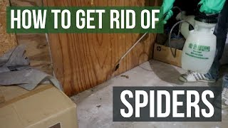 How to Get Rid of Spiders Guaranteed 4 Easy Steps [upl. by Enywtna]