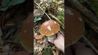 Mushroom Picking In The Rainy Season The Mushroom Era wildmushrooms mushroomforest [upl. by Arodaeht]