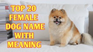 TOP 20 Most Popular Female Dog Names With Meaning [upl. by Amuh850]