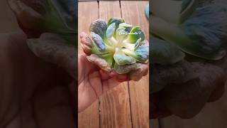 Echeveria Heart Delight 🩷❤️ Gordita bella viral cactus short suculents suculentas echeverias [upl. by Ettezoj230]