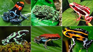 22 Most Colorful Frogs in the WorldPart 1 [upl. by Oflodor]