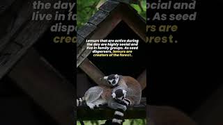 Lemurs 🐒 The World’s Oldest Living Primates 🙉 Fun Facts about Lemurs [upl. by Ardnaiek]