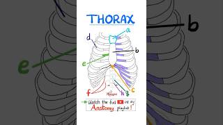 Anatomy of the Thorax science anatomy mbbs biology nurse doctor neuroanatomy nclex usmle [upl. by Gnok]