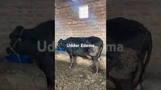 Udder Edema Udder edema treatment Udder edema in cow Udder edema in cows treatment Udder edema [upl. by Domella]