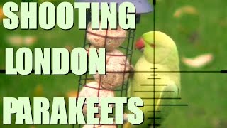 Shooting Parakeets in London [upl. by Heintz]